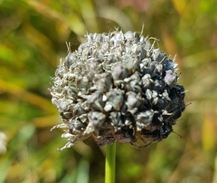 Allium senescens
