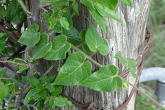 Matelea edwardsensis