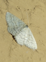 Scopula inductata