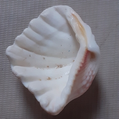 Hippopus hippopus