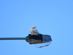 Cacatua tenuirostris
