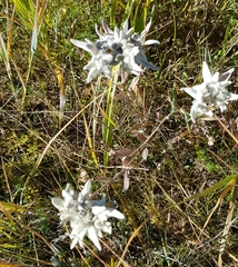 Leontopodium leontopodioides