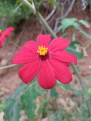 Zinnia