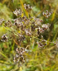 Cenolophium denudatum