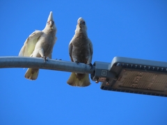 Cacatua tenuirostris