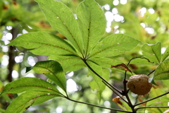 Aesculus glabra