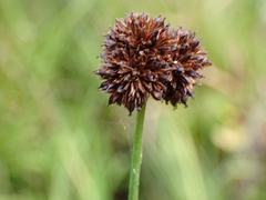 Juncus ensifolius