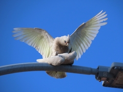 Cacatua tenuirostris