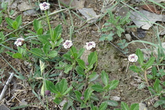 Phyla lanceolata