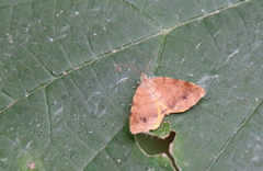Mellilla xanthometata