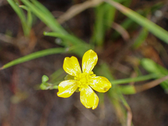 Ranunculus flammula
