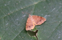 Mellilla xanthometata