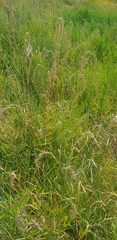 Elymus sibiricus