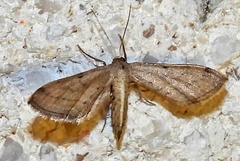Euacidalia