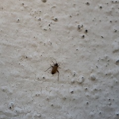 Hemiptera