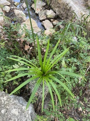 Cyperus alternifolius