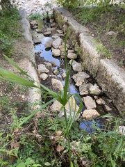 Cyperus alternifolius