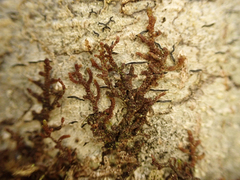 Frullania nisquallensis