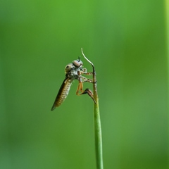 Holcocephala