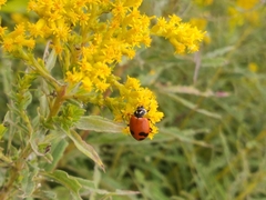 Hippodamia glacialis