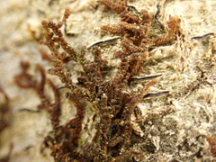 Frullania nisquallensis