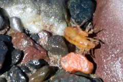 Talitridae