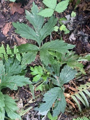 Hydrophyllum tenuipes