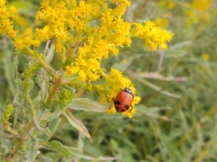 Hippodamia glacialis