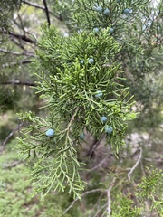Juniperus ashei