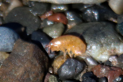 Talitridae