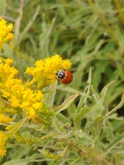 Hippodamia glacialis