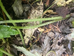 Hydrophyllum tenuipes