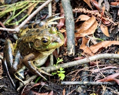 Lithobates grylio