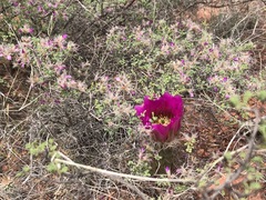 Echinocereus engelmannii fasciculatus