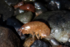 Talitridae