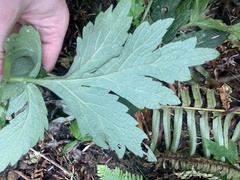 Hydrophyllum tenuipes