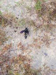 Pygodasis quadrimaculata