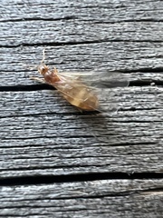 Brachymyrmex depilis