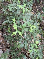 Berberis trifoliolata