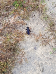 Pygodasis quadrimaculata