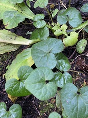 Asarum caudatum