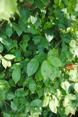 Staphylea trifolia