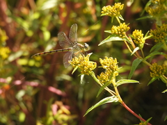 Gomphidae