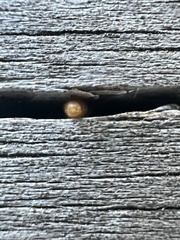 Brachymyrmex depilis