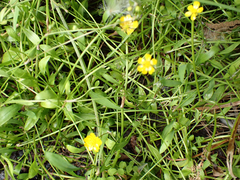 Ranunculus flammula
