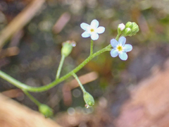 Myosotis laxa