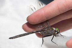 Somatochlora cingulata