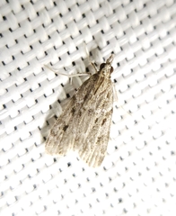 Eudonia heterosalis