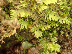 Riccardia multifida