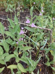 Tradescantia crassifolia